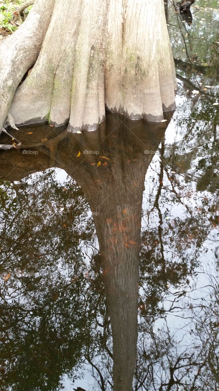 Cypress Reflection
