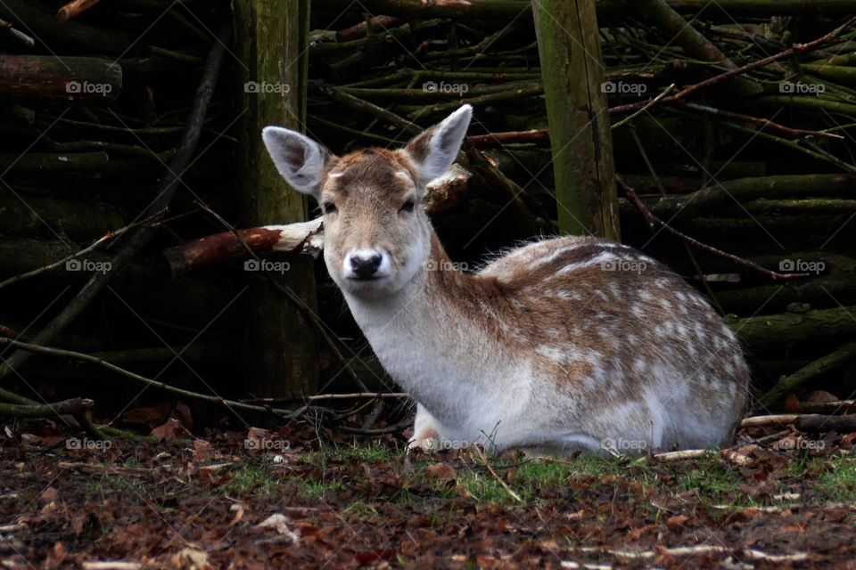 A deer in a park in Antwerp, Belgium.