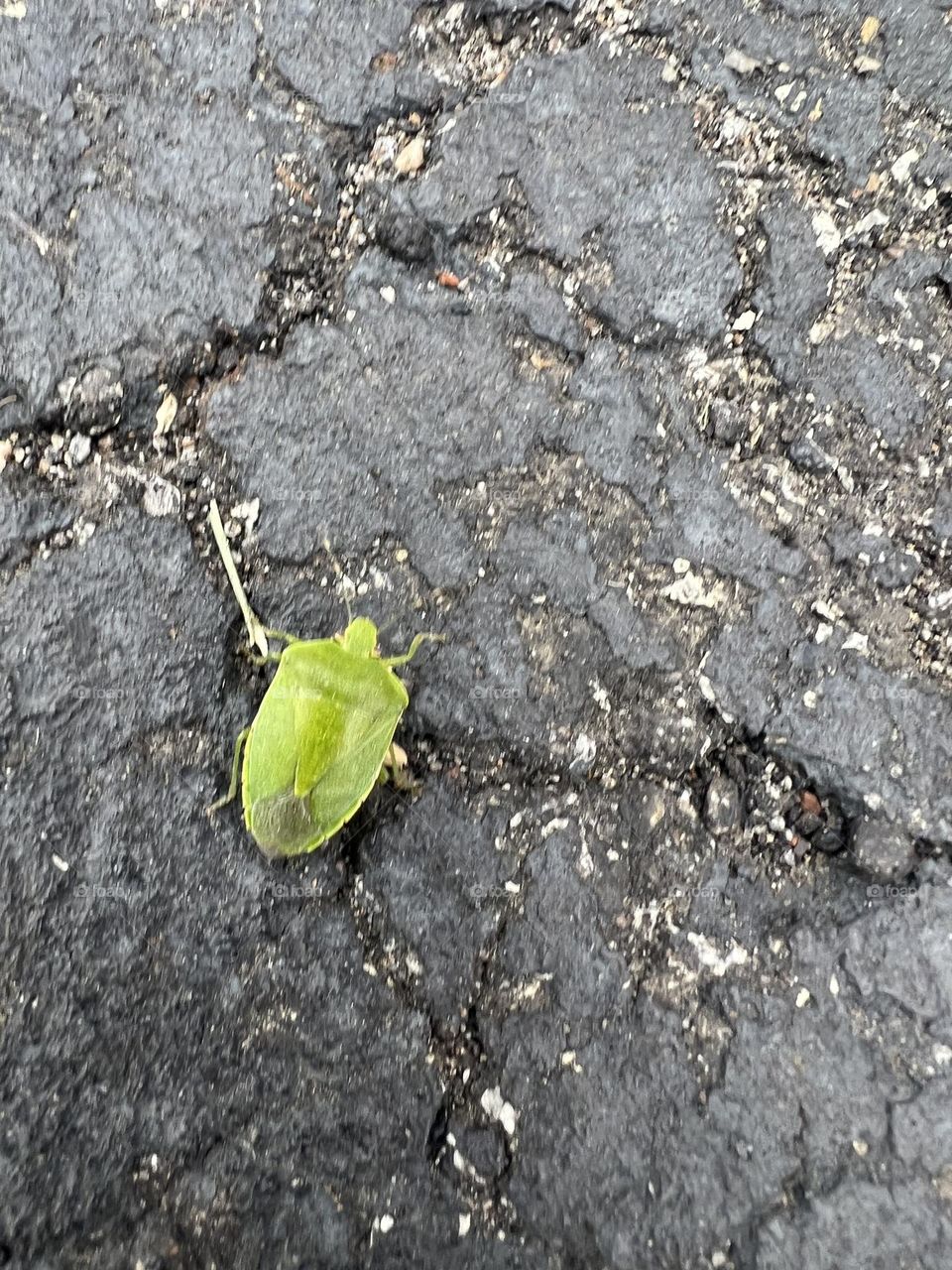 Green bug
