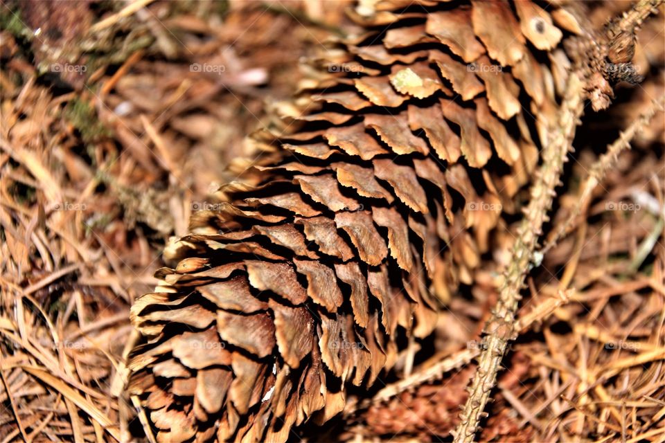 Close-up of pine cone