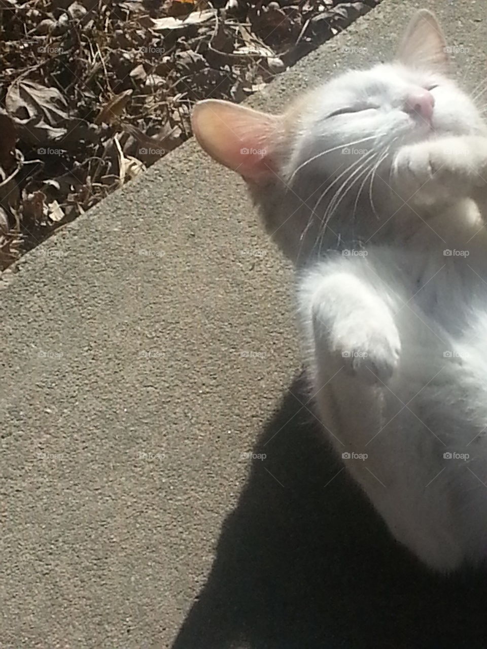 kitty  in funny mood