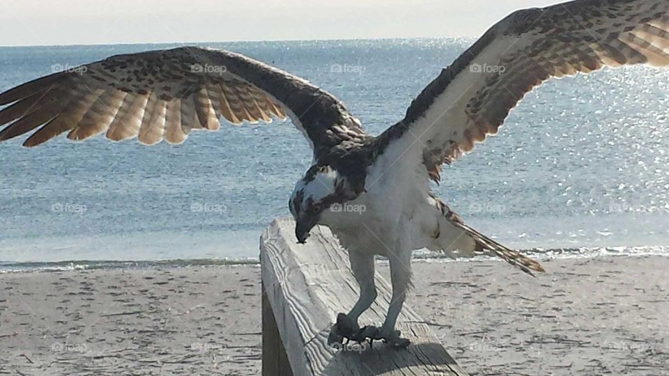 osprey