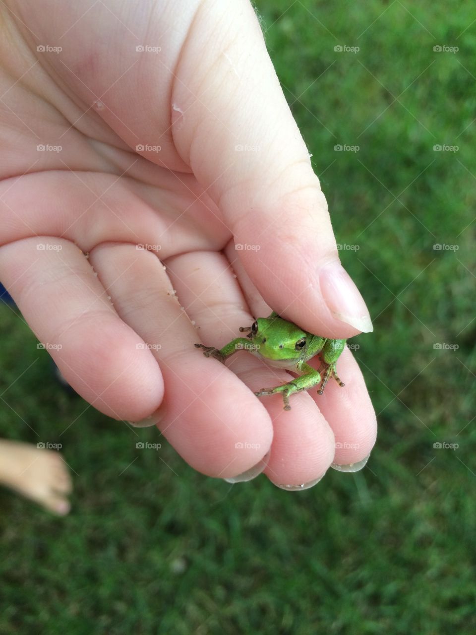 Frog. Frog
