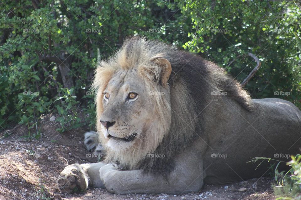 Male lion .beautiful.