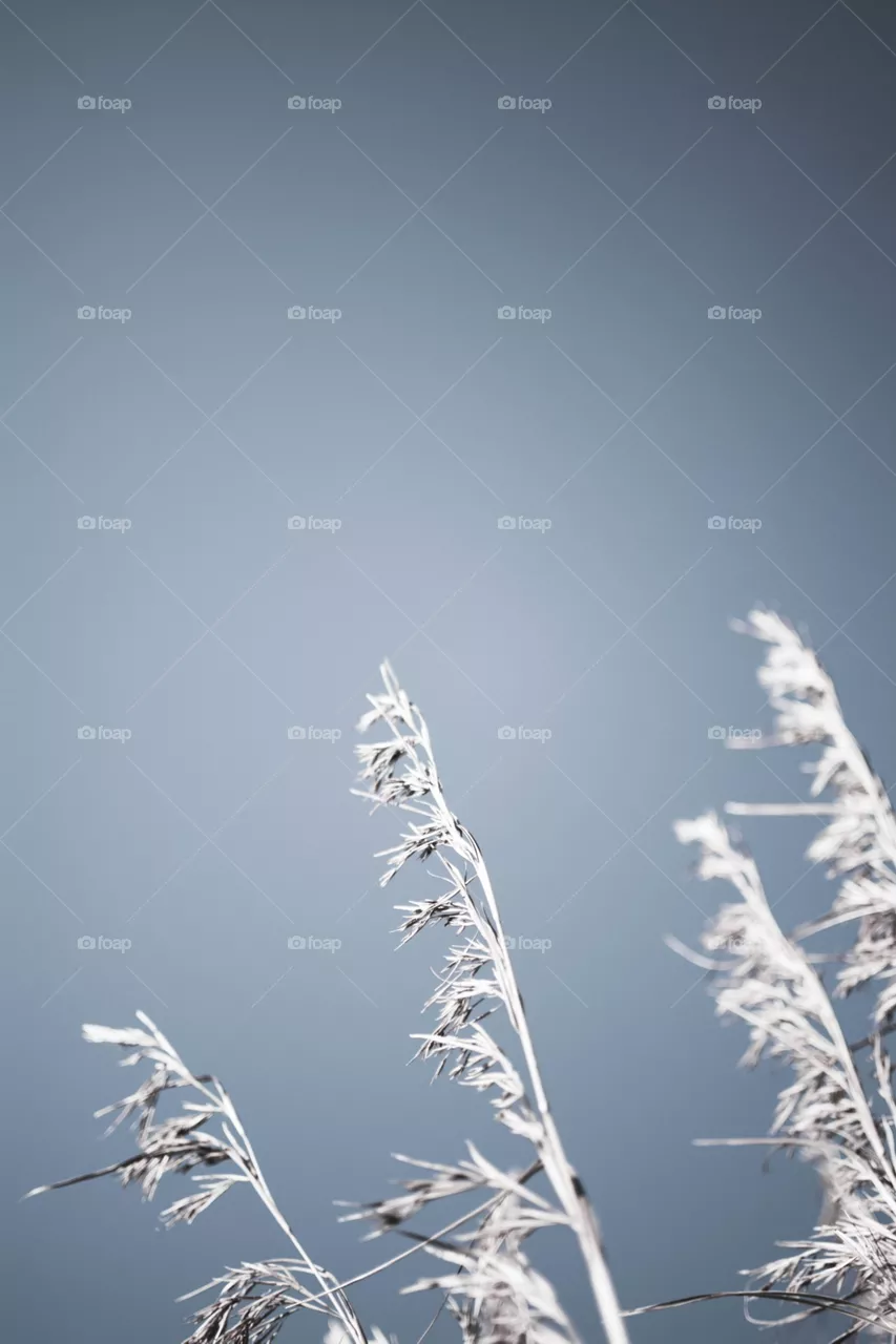 Snow, Winter, No Person, Frost, Cold