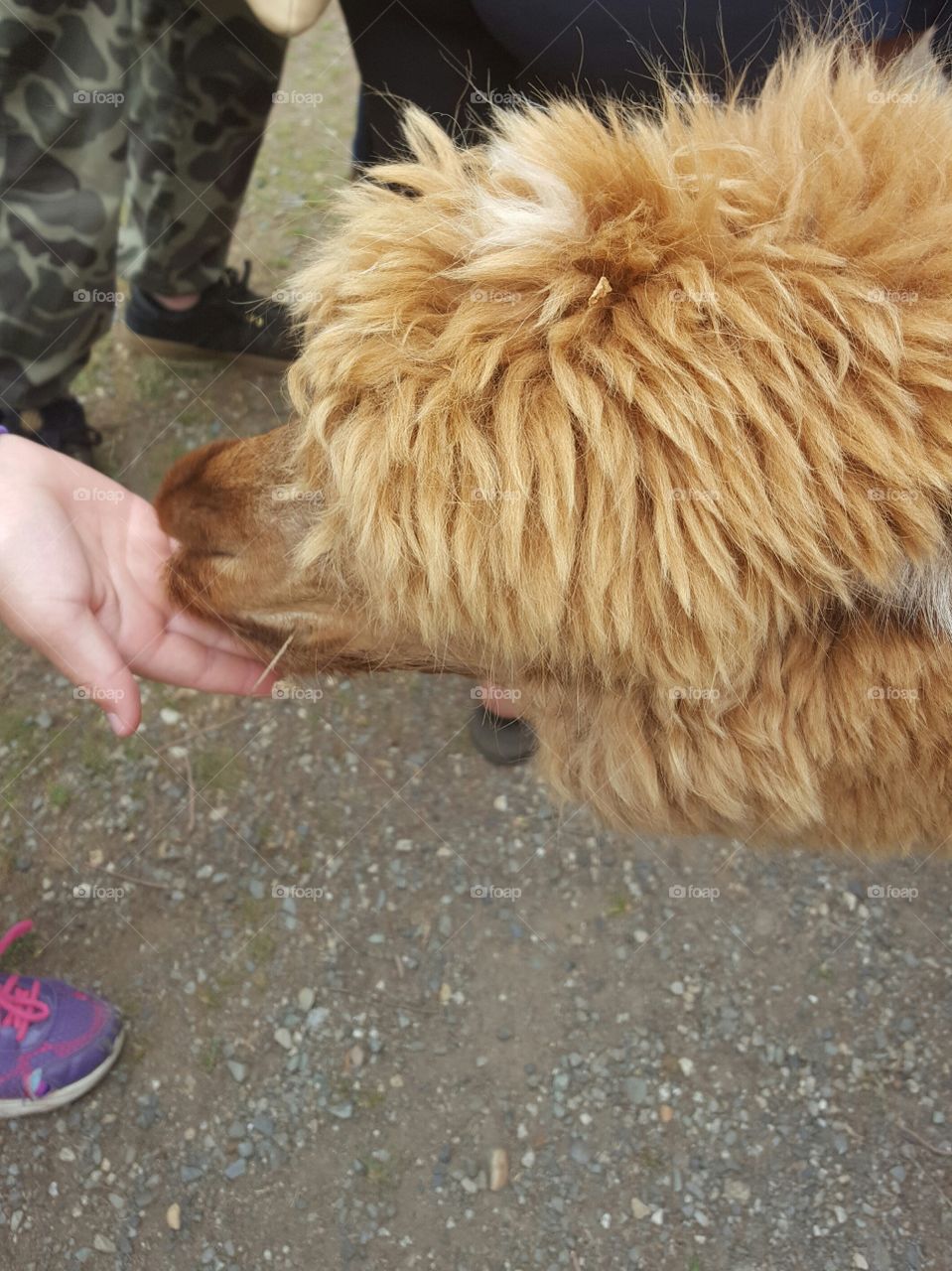 alpaca being hand fed