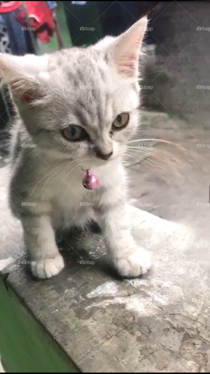 cute kitten