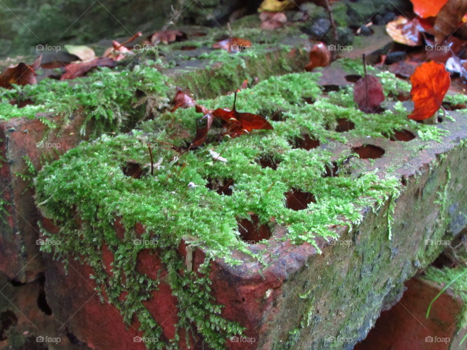 these moss covered bricks were left lying around in woodland