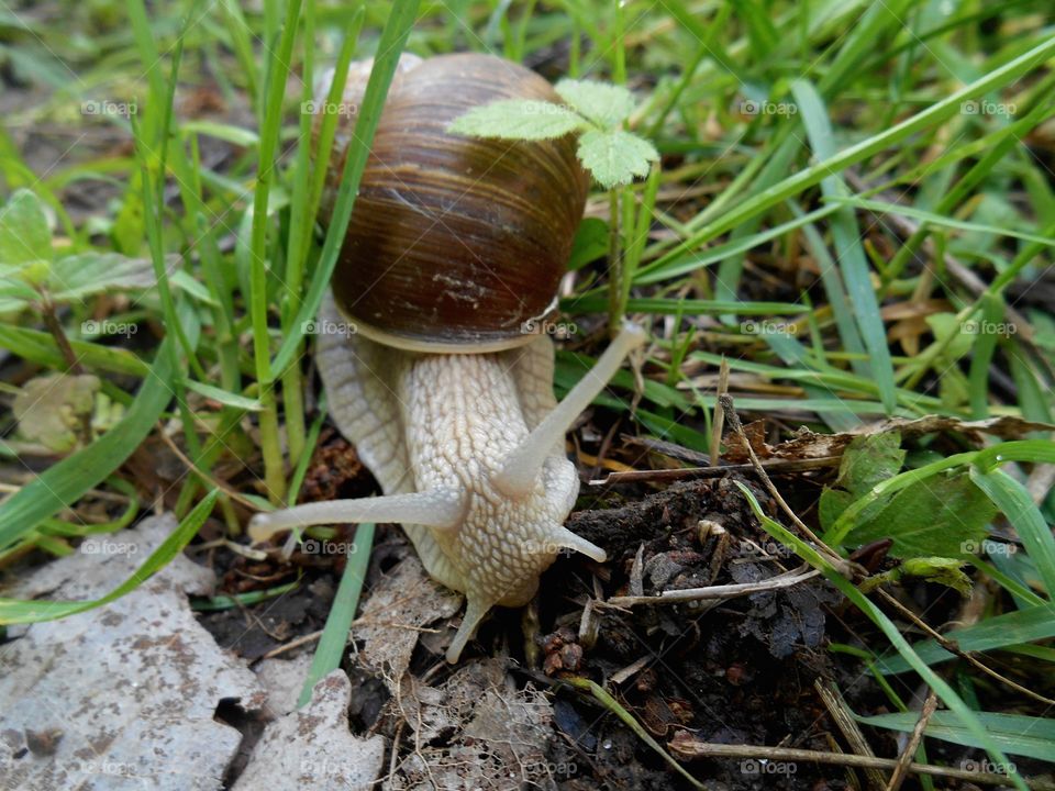 snail in the green grass