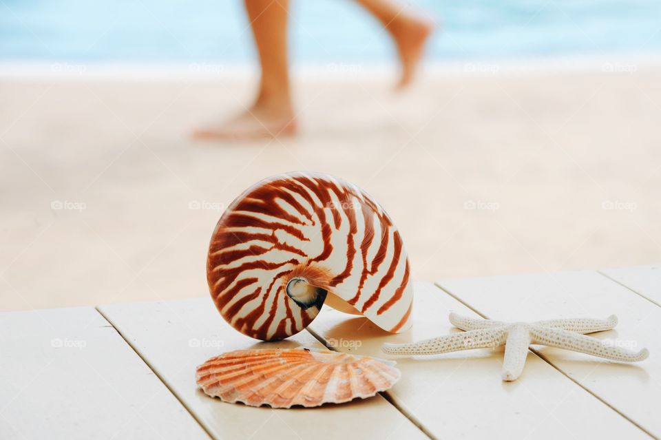 Seashell and star fish on table