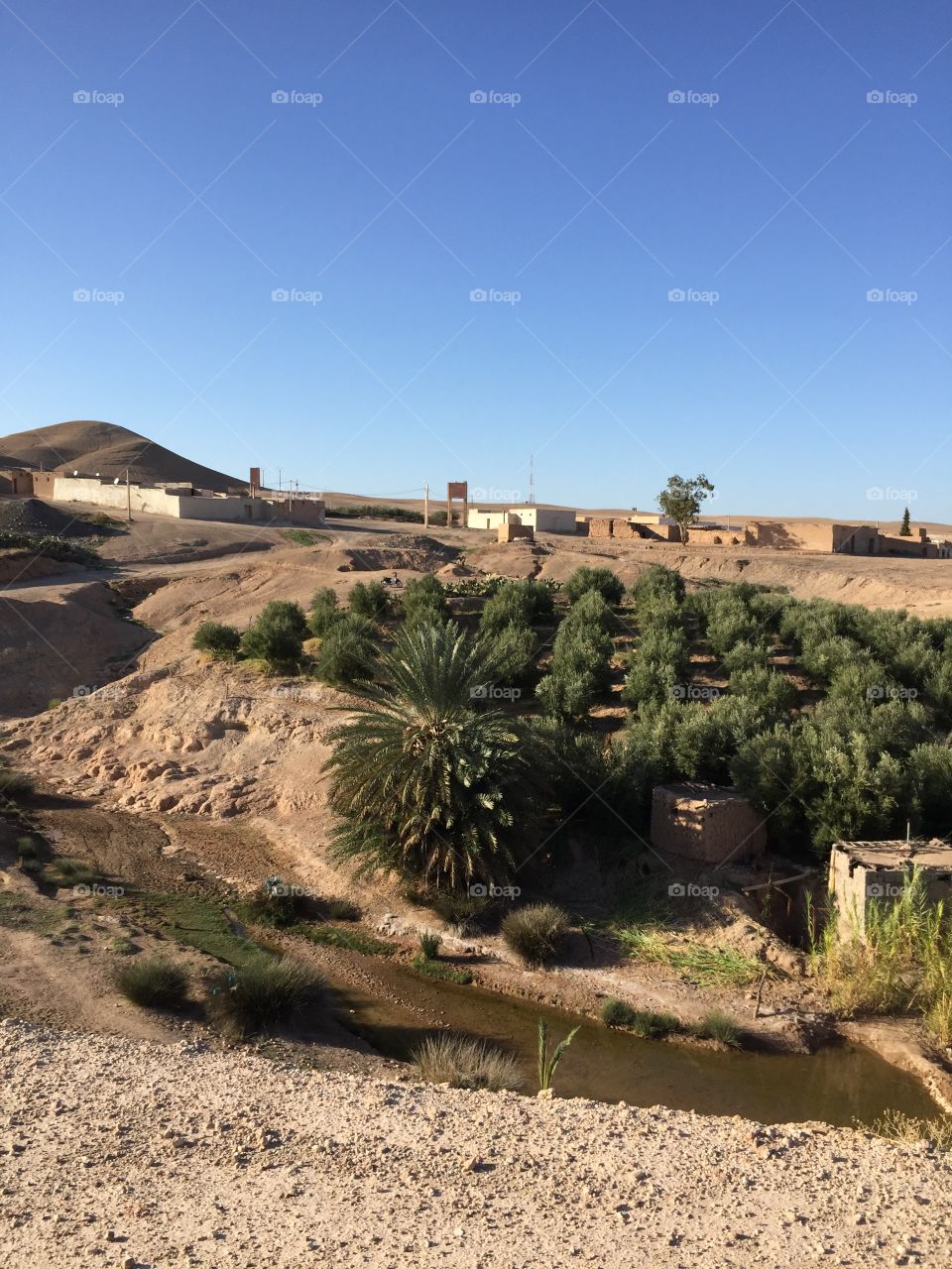 Oasis in the Moroccan desert