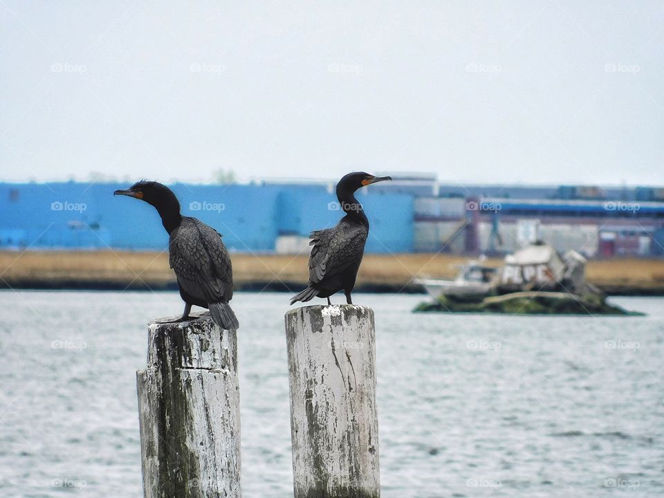 Cormorants on the decrepit jetty