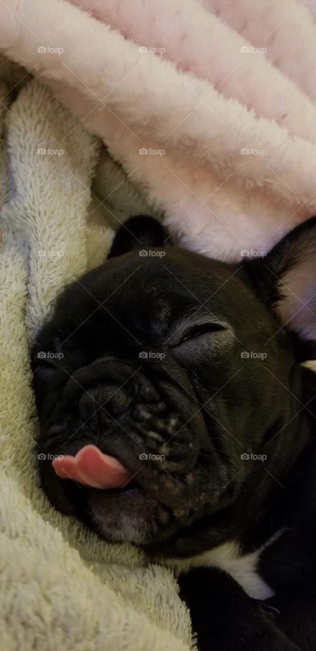 napping frenchie