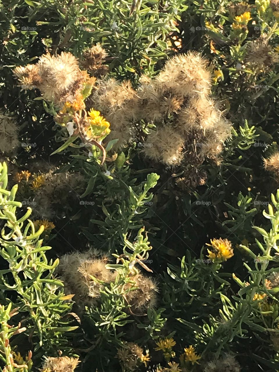 Fuzzy Fauna on the Seaside