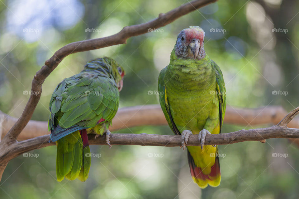 Green parrots