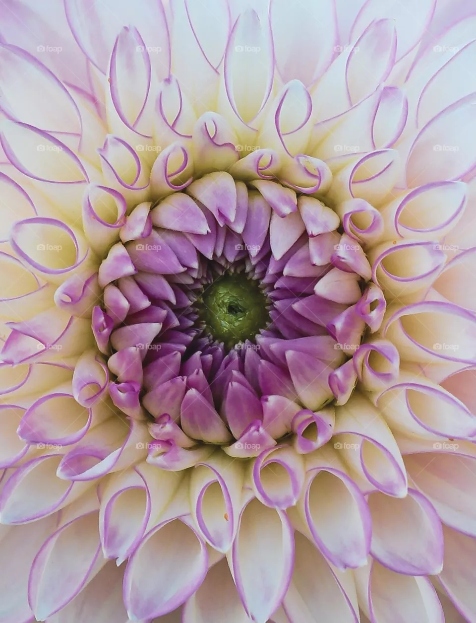 Dahlia session 03