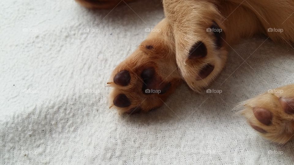 Patitas