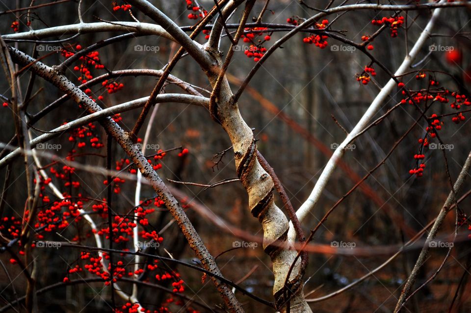 View of berries growing on tree