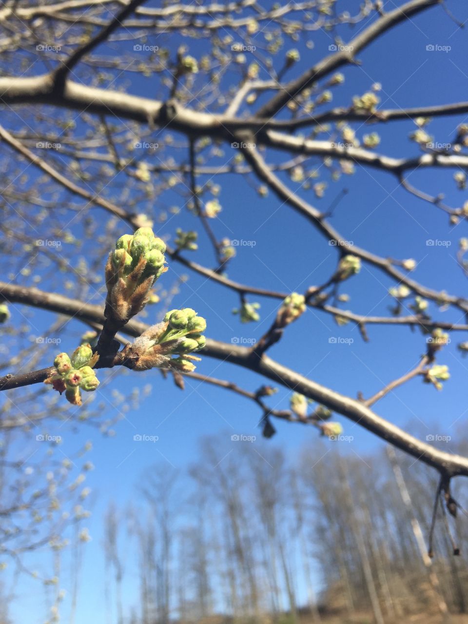 Budding Tree
