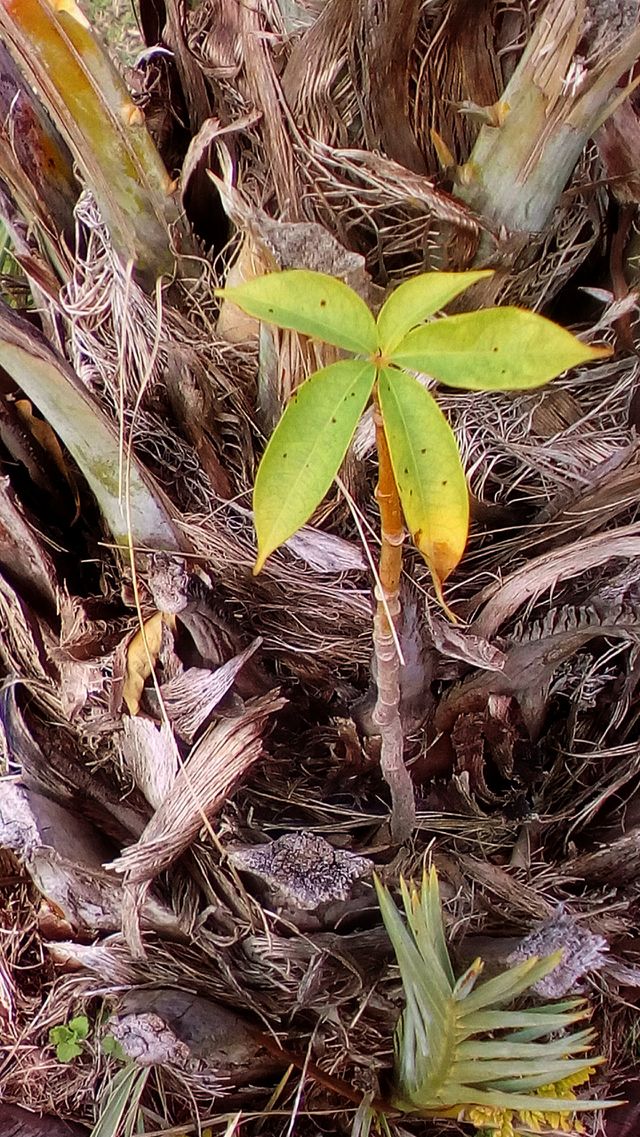 Life in dry nature