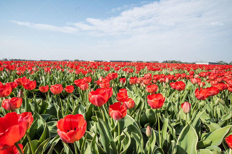 Red tulip fields and clear blue sky