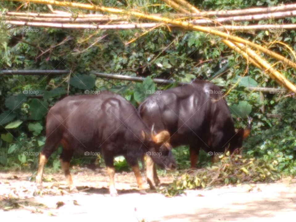 Buffalo at Zoo Taiping