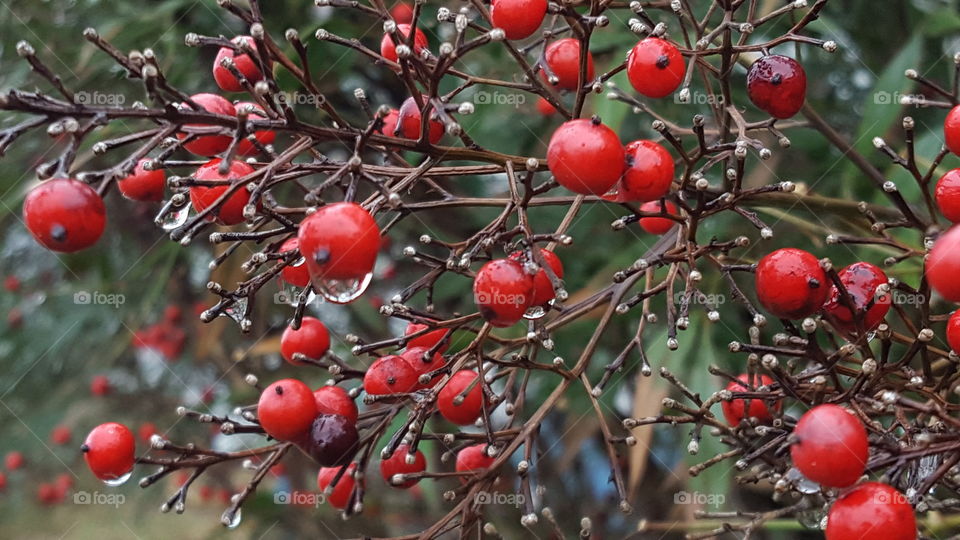 winter bush red berries