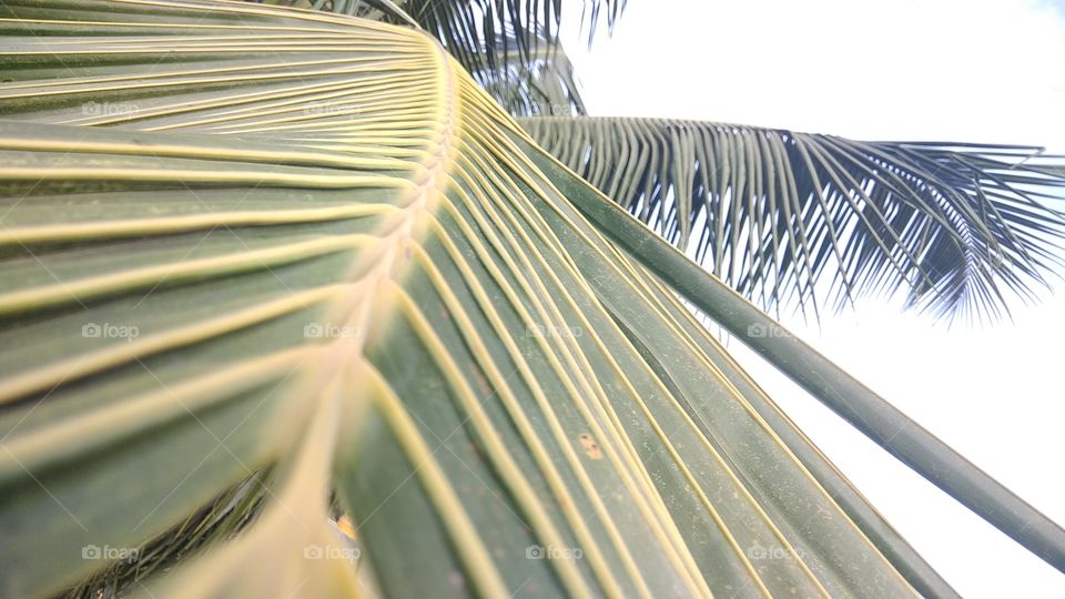 Coconut Leaves