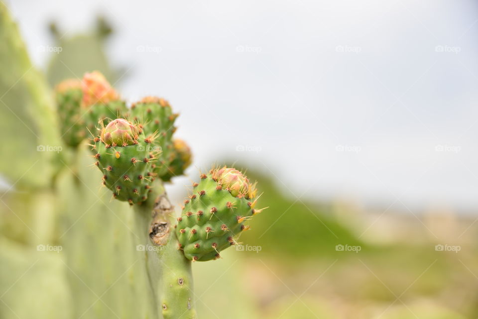 Close-up of cactus