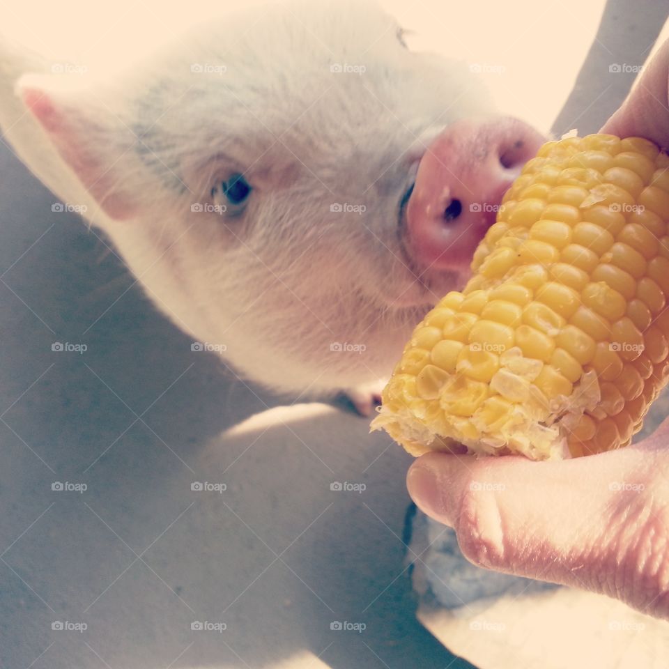 corny. feeding Mabel