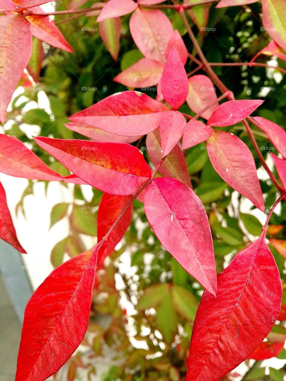 Red leaves plant