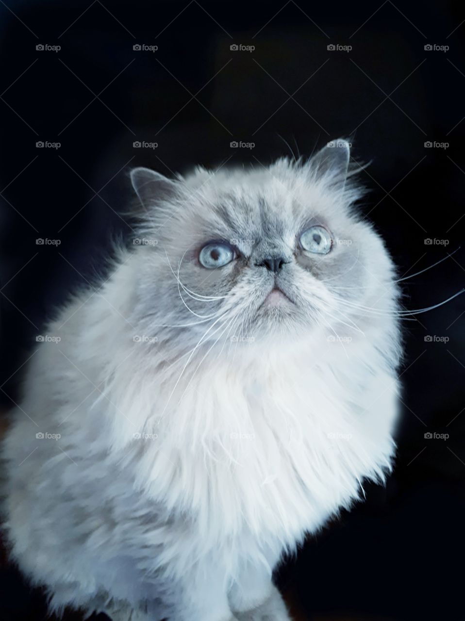 Persian cat
