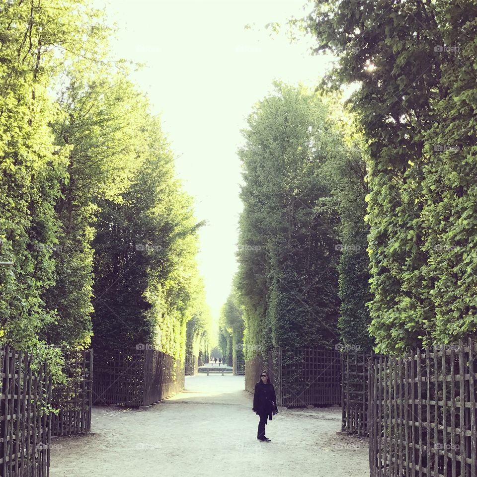 Tree tunnel 