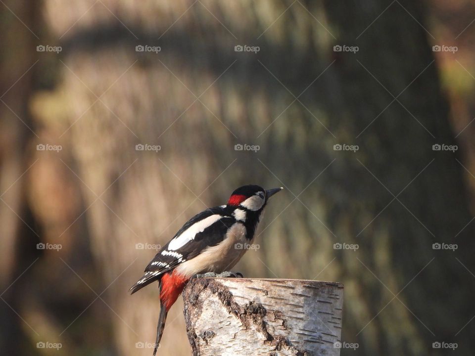 A woodpecker in a tree 