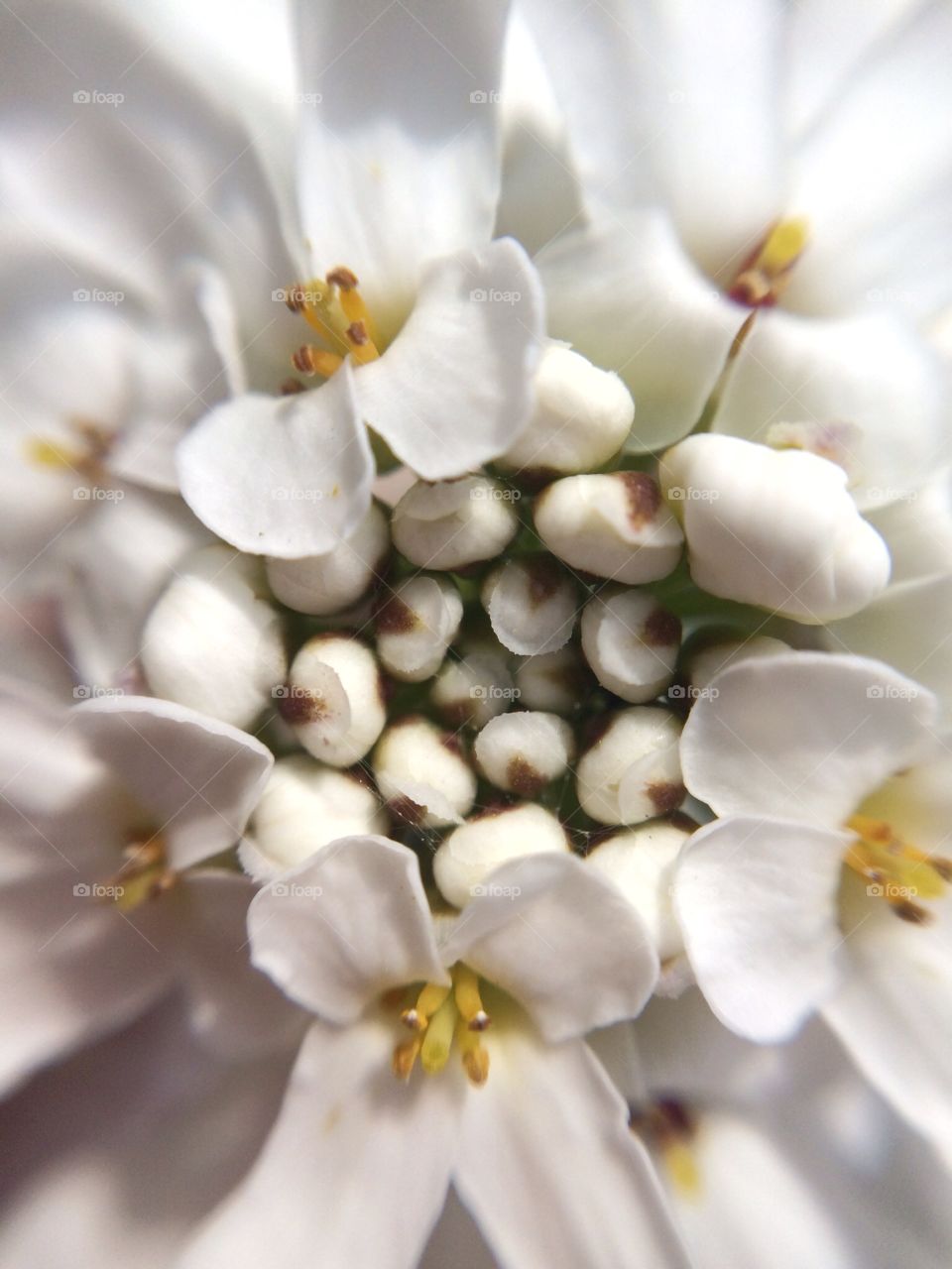 White Flower. In Sweden 