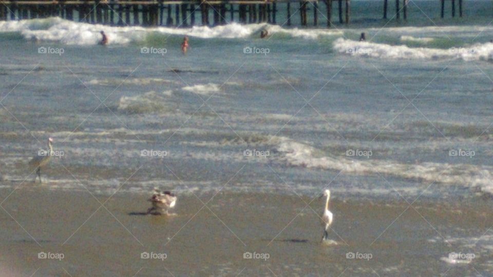 A pair of snowy egrets and an immature California gull forage along the tide line at Pacific Beach, San Diego, CA