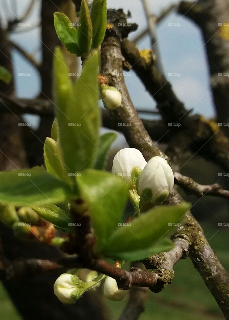 cherry tree blossom