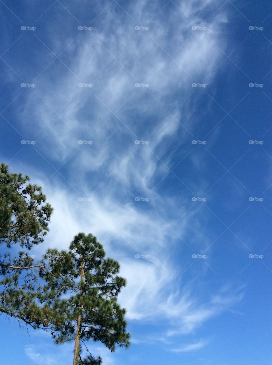 Clouds and pine trees