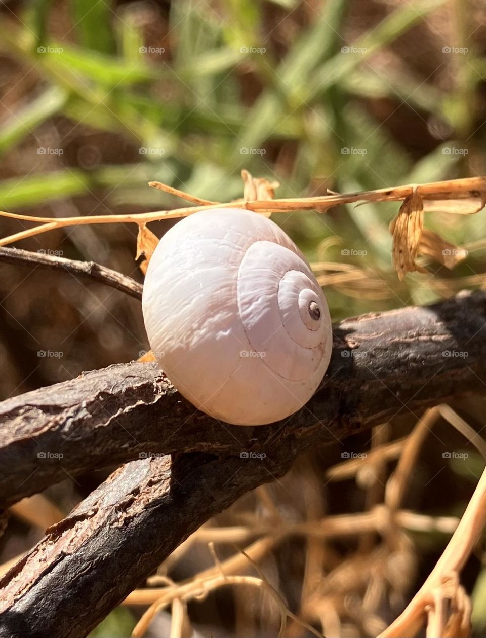 White snail shell on an old vineyard branch 