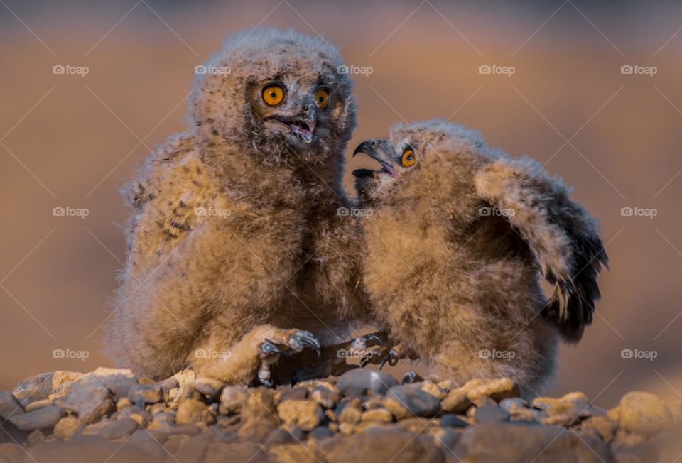 Owl chicks talking to each other