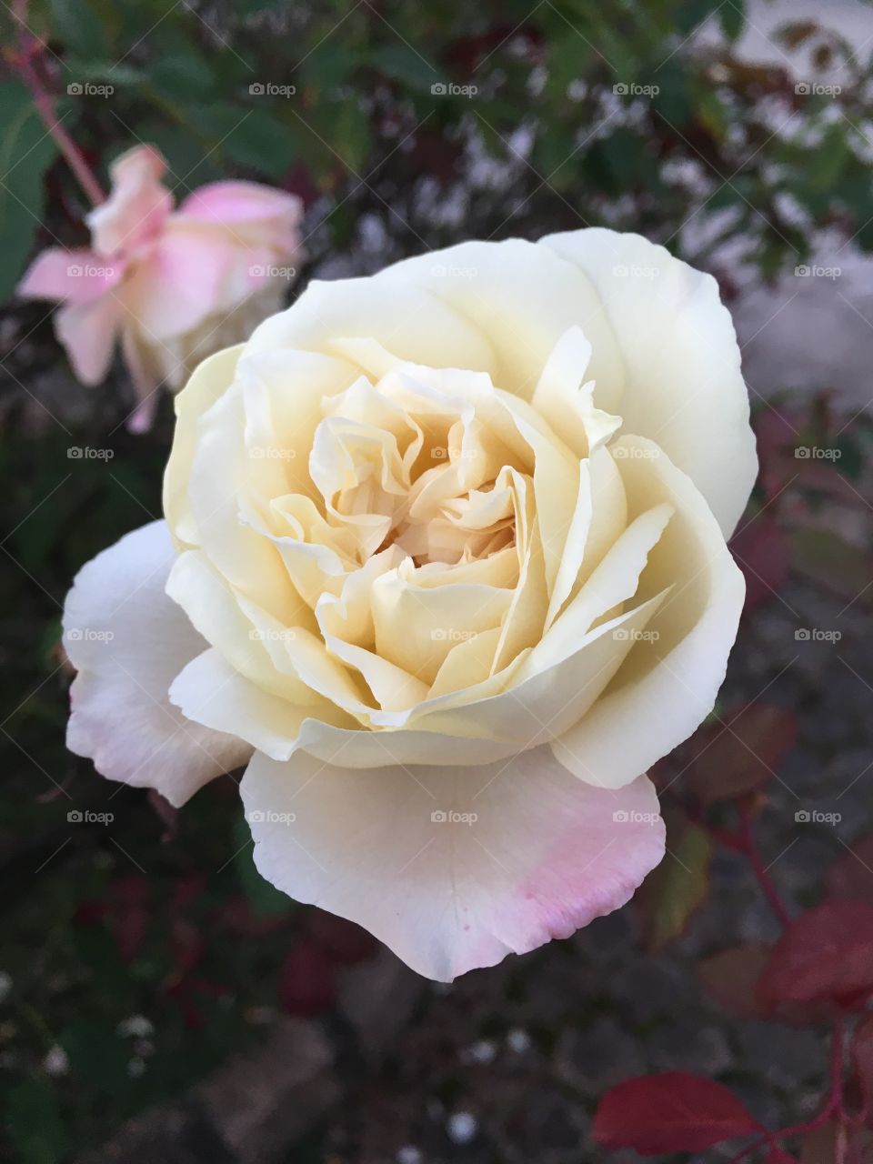 FOAP MISSIONS - 🇺🇸 A delicate rose shows us the beauty in the simplicity of nature.  And those borders so well delineated? / 🇧🇷 Uma delicada rosa nos mostra a beleza na simplicidade da natureza. E essas bordas tão bem delineadas?