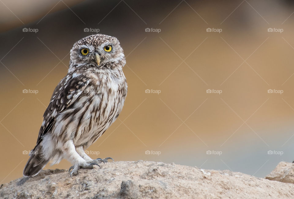 Owl bird standing on the rock