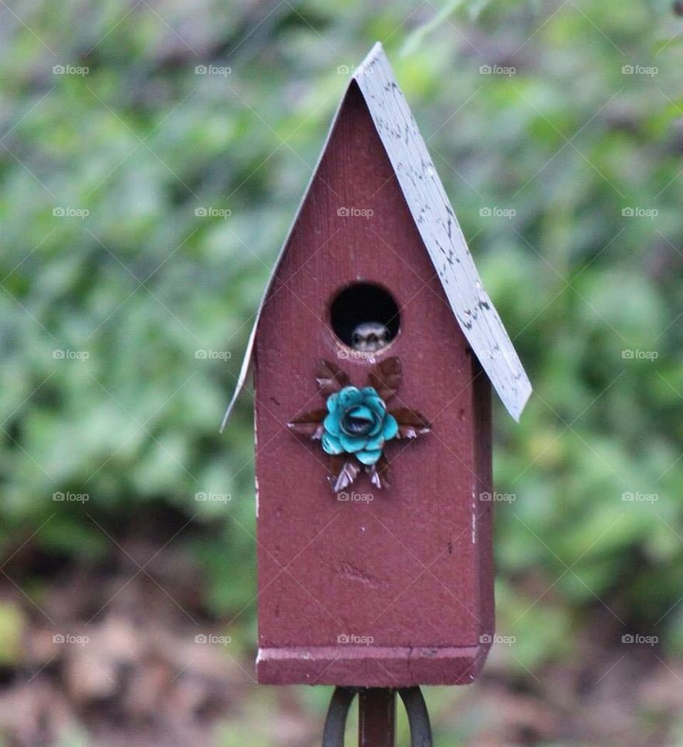 Bluebird at Home