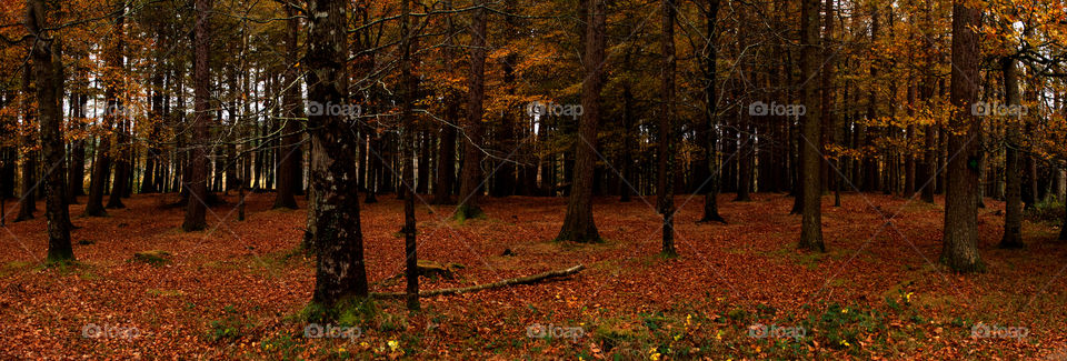 Forest in autumn