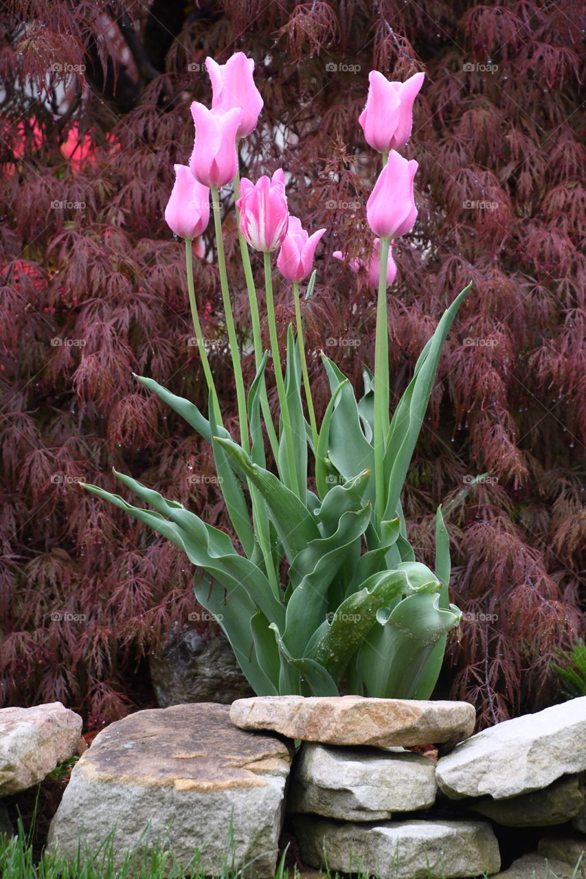 pink tulips and red bush