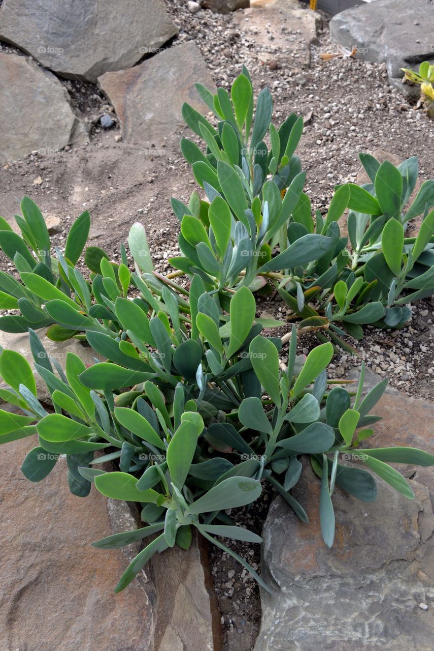 A plant at a botanic garden.