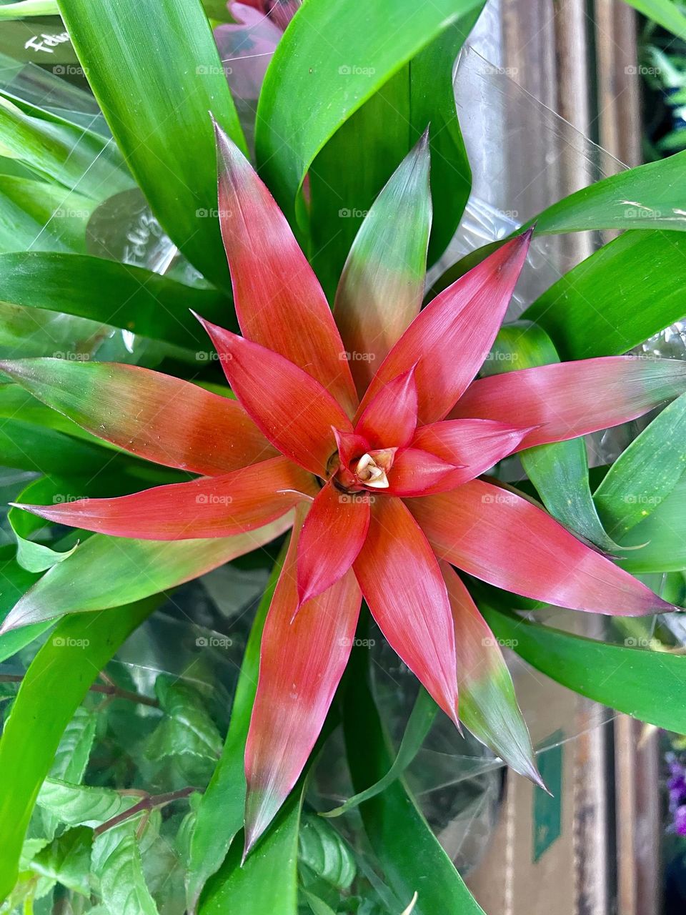 A beautiful bromeliad with petals in vibrant shades of pink and green, standing out for its stellar shape and exuberant foliage.