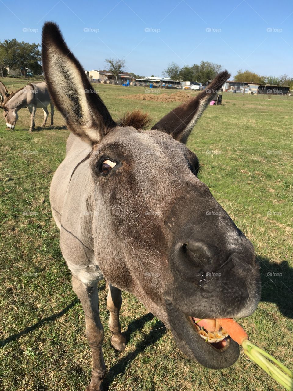 Donkey eating Carrot