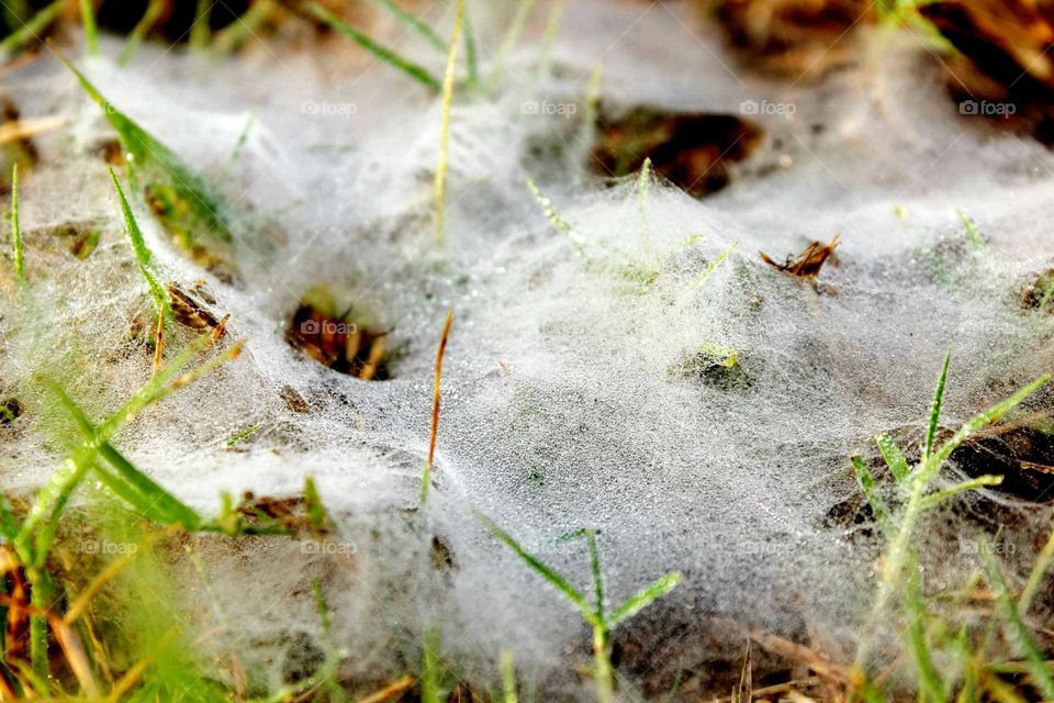spider net on graas in early morning