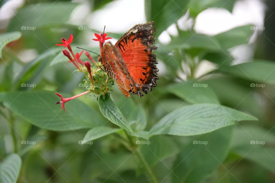 beautyful butterfly